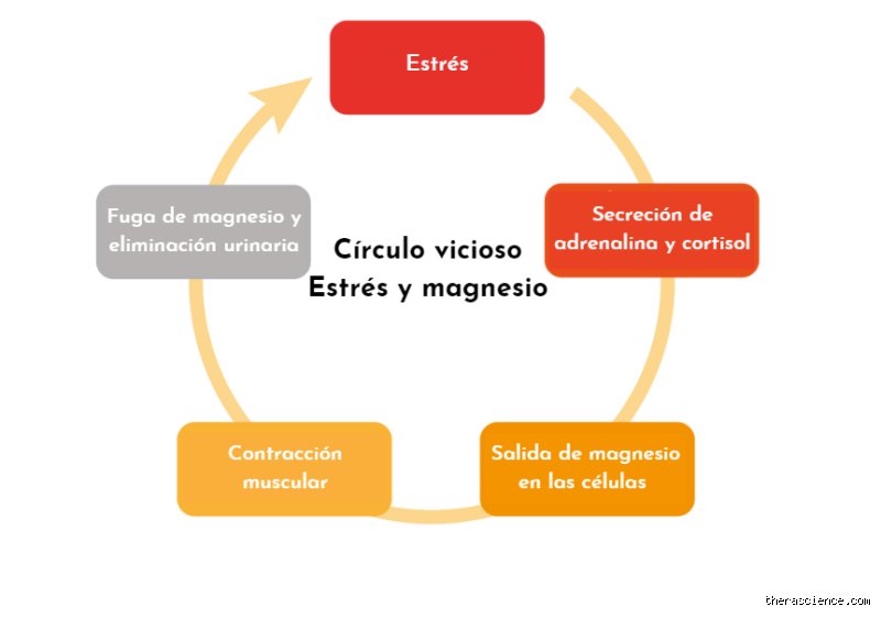 ¿El magnesio ayuda a bajar el cortisol?