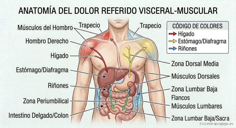 ¿Cómo saber si el dolor es de origen orgánico o muscular cuando tu cuerpo grita auxilio?