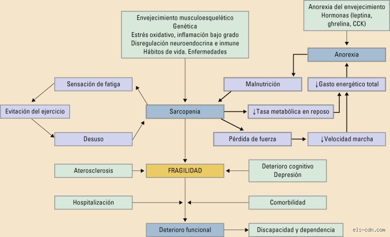 La Arquitectura de la Vulnerabilidad: Una Exploración Profunda de los Sinónimos de "Fragilidad" en el Español Contemporáneo (Segunda Parte)