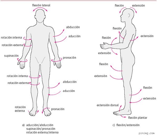 ¿Cuáles son los 7 movimientos básicos del cuerpo humano para transformar tu entrenamiento físico diario?