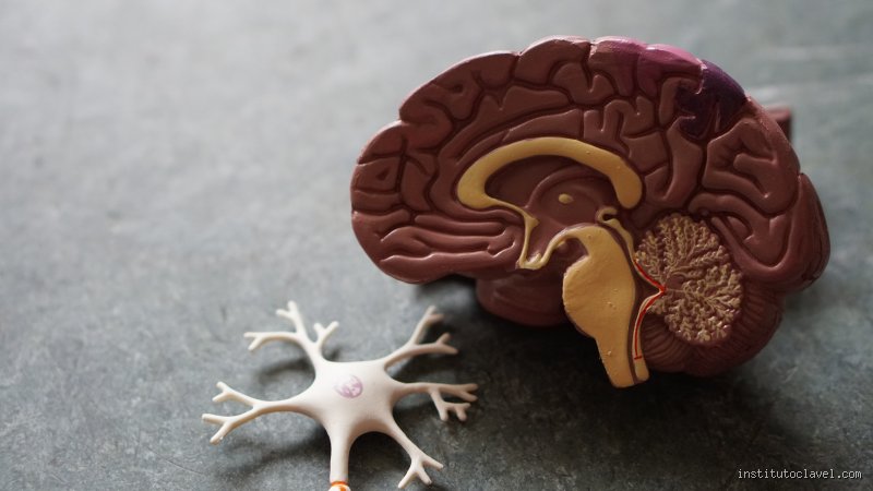 El enigma cronológico del cerebro: ¿Cuánto tiempo tarda en formarse un glioblastoma realmente tras las bambalinas celulares?