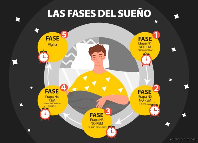 El fascinante viaje nocturno hacia el interior del cerebro: ¿Cómo es la fase REM del sueño realmente?