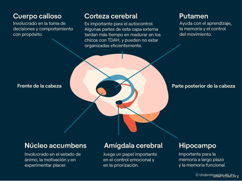 ¿Cómo es la memoria de una persona con TDAH?