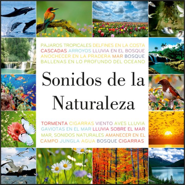 ¿Cuáles son 10 sonidos relajantes de la naturaleza?