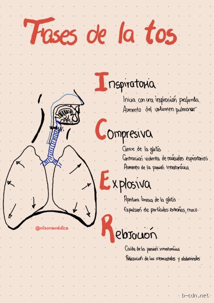 ¿Cuáles son las 4 fases de la tos? Guía médica profunda sobre el mecanismo de defensa más incomprendido de tu cuerpo