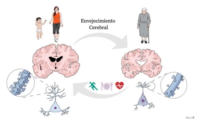 ¿Por qué se envejece el cerebro?