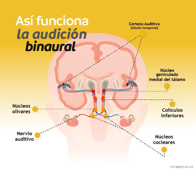 Más allá de la relajación profunda: ¿Cuál es el lado oscuro de los ritmos binaurales y sus riesgos ocultos?