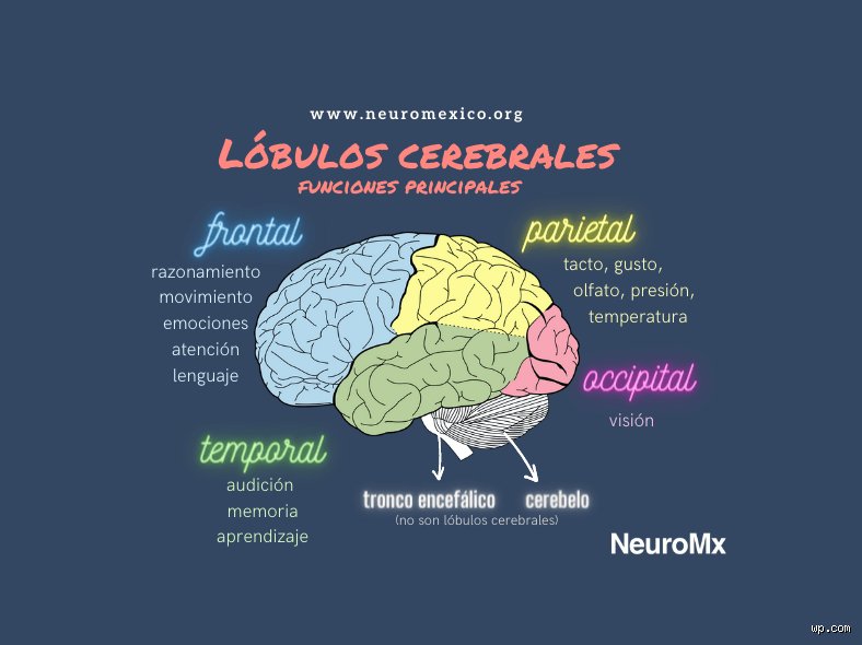 Cartografía de la mente: ¿Cuáles son las funciones de los 4 lóbulos principales del cerebro y cómo dictan tu realidad?