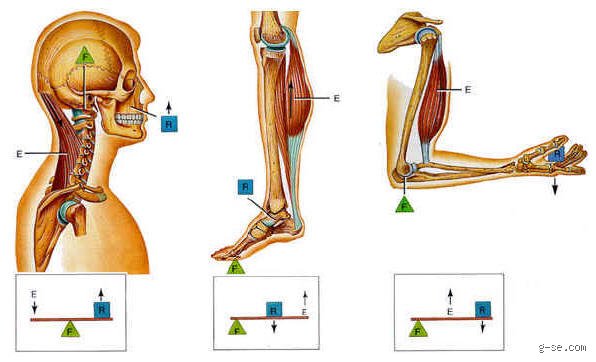 Ejemplo de palanca en el cuerpo humano: la verdadera biomecánica detrás del movimiento diario