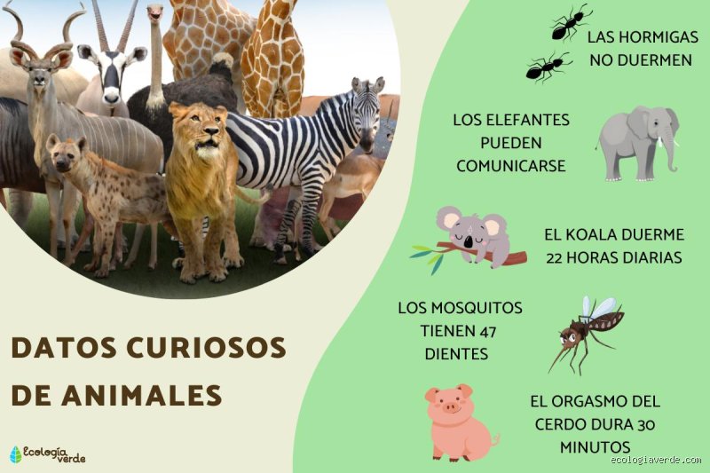 ¿Puedes darme 20 datos curiosos sobre animales?