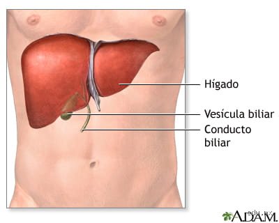 ¿Cómo se llama el órgano más importante del ser humano? Desmontando el trono de la anatomía moderna