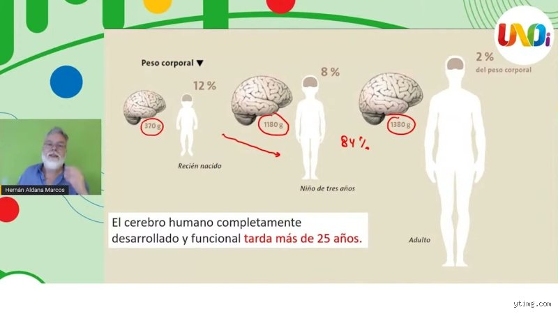 ¿Cuándo deja de desarrollar el cerebro realmente en la etapa adulta y qué dice la neurociencia moderna sobre este misterio?