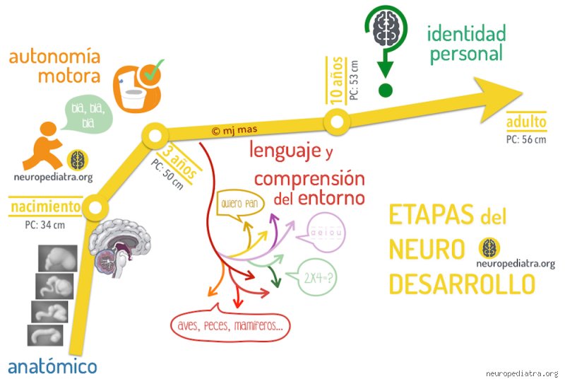 ¿Cuáles son las 4 etapas del neurodesarrollo?
