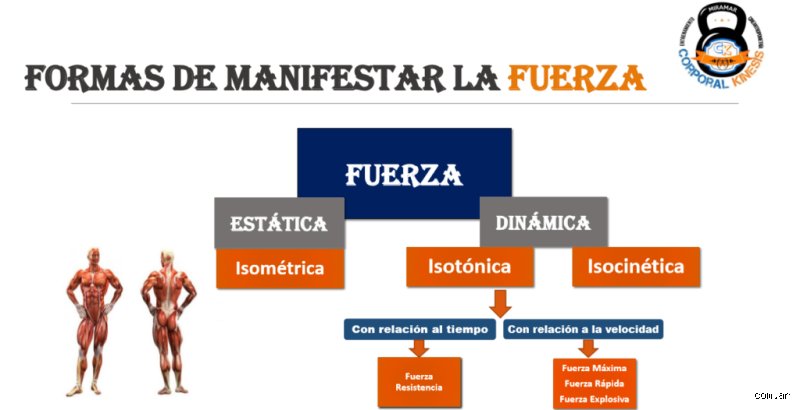 ¿Cuántos tipos de fuerza hay en el cuerpo humano?