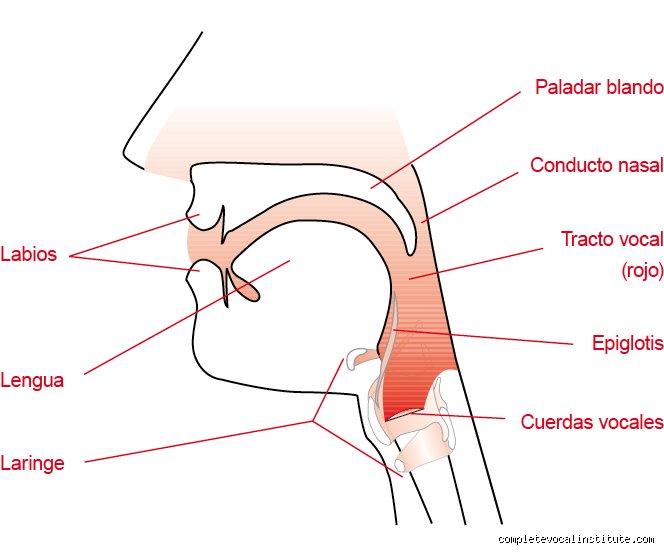 ¿Cuáles son los 5 fundamentos del canto?