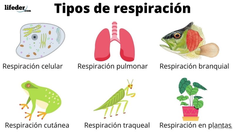 ¿Cuáles son los 4 tipos de respiración?