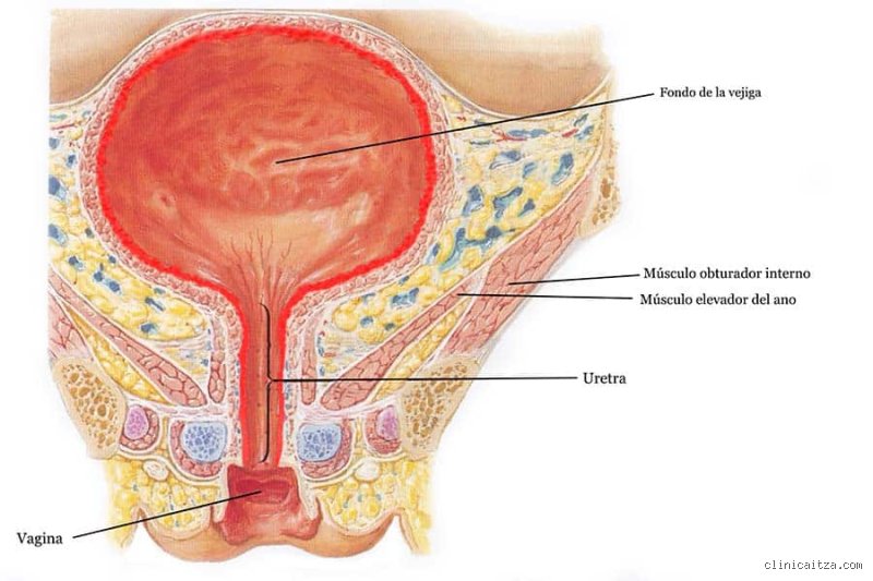 ¿Puede una vejiga llena provocar presión arterial alta?