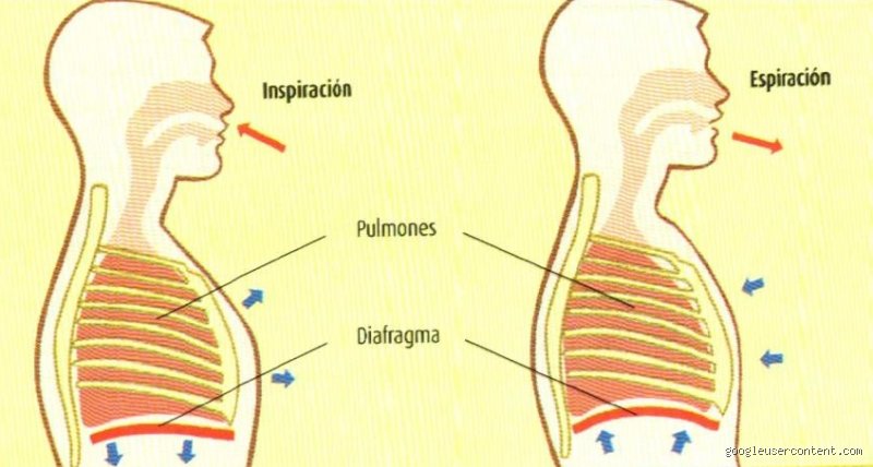 ¿Se vacían completamente tus pulmones al exhalar?