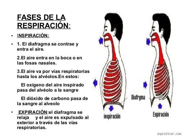 ¿4 fases de la respiración?