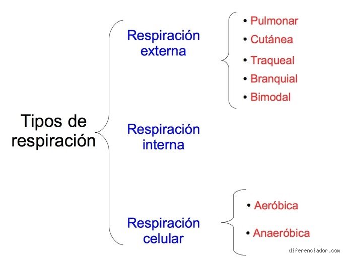 ¿Cuáles son los 3 tipos de respiración?