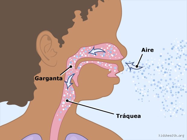 ¿Cuando respiramos por la boca, ¿a dónde va el aire?