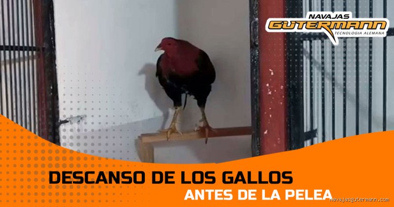 ¿Cuántos días debo descansar antes de una pelea?