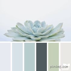 ¿Cuál es el color más zen?
