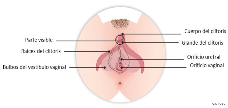 ¿Cuál es la parte más sensible del cuerpo de una mujer?