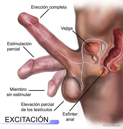 ¿Cuáles son los 3 placeres del hombre?