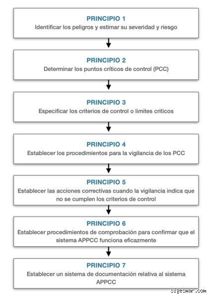 ¿Cuáles son los 7 principios básicos?