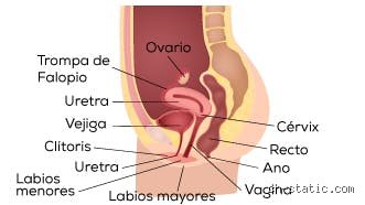 ¿Dónde está la parte más dulce de una chica?