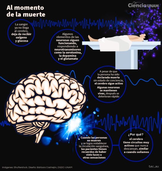 ¿Cómo se llama cuando te deja de funcionar el cerebro?