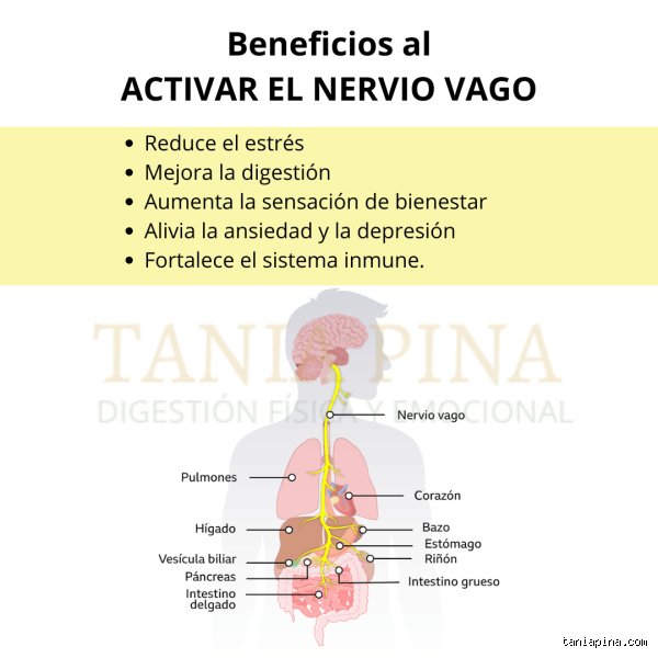 ¿Cuál es el mejor punto para estimular el nervio vago?