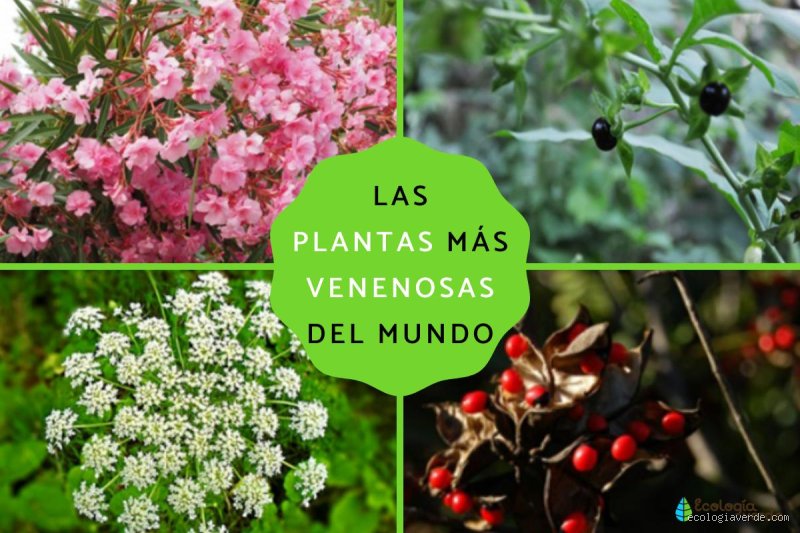 ¿Cuál es la toxina más tóxica para los seres humanos?