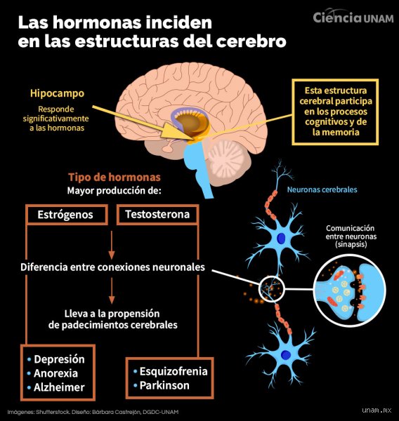 ¿Cuáles son 5 enfermedades que afectan al cerebro?