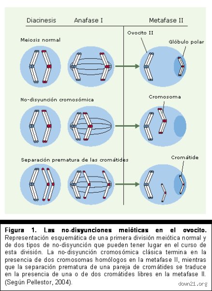 ¿Cuáles son las etapas del síndrome de Down?