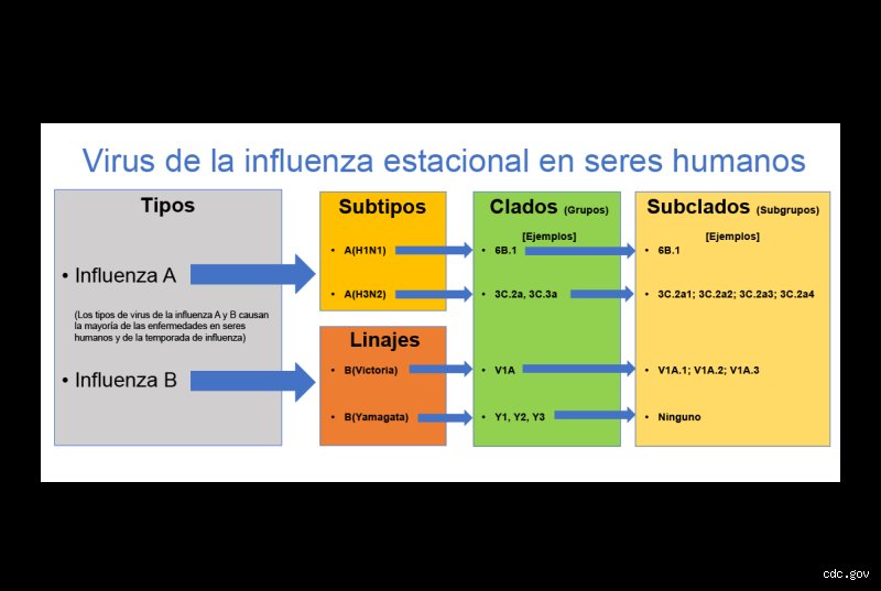 ¿Cuáles son los 4 virus de la gripe?