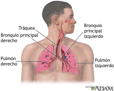 ¿Cuáles son los síntomas de pulmones dañados?