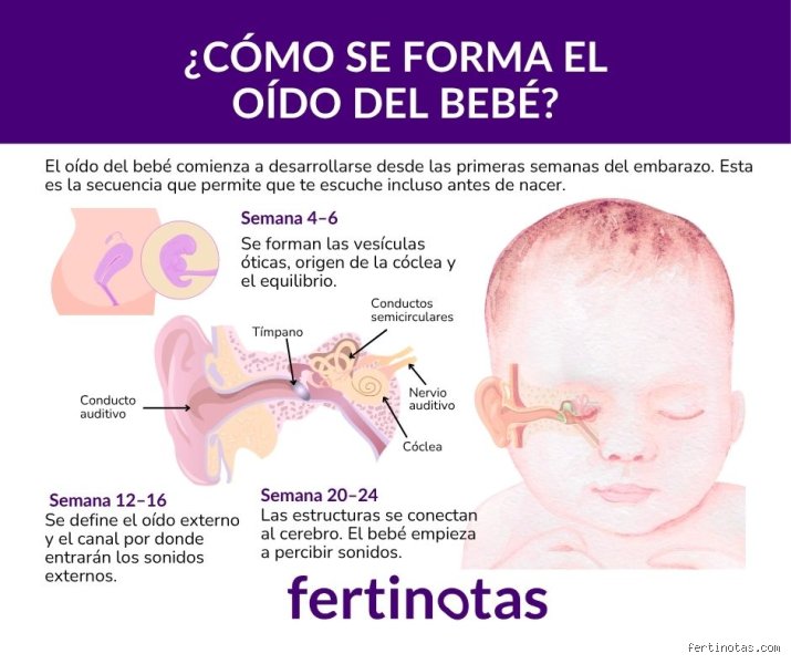 ¿Cuándo se le desarrolla el oído al feto?