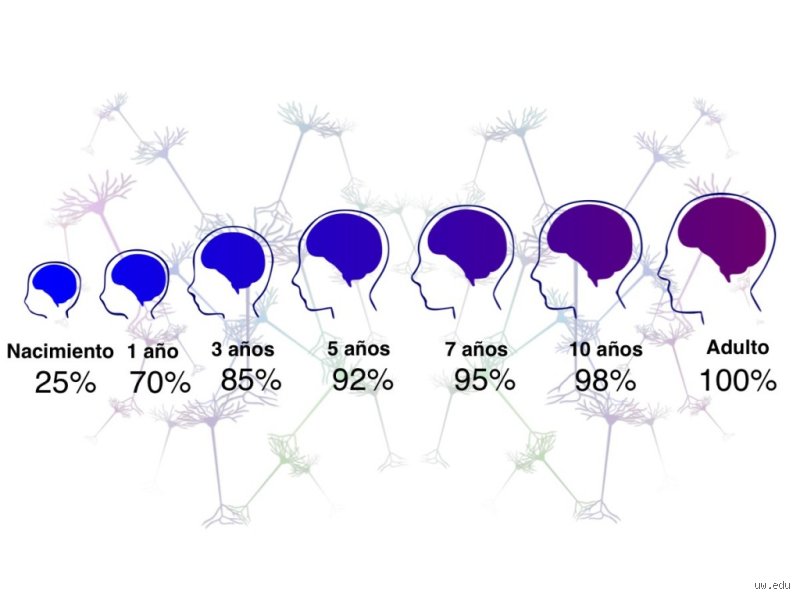 ¿Cuántos años aproximadamente tarda el cerebro en desarrollarse por completo?