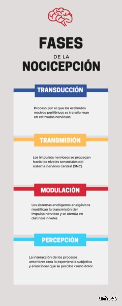 ¿Fases del dolor?