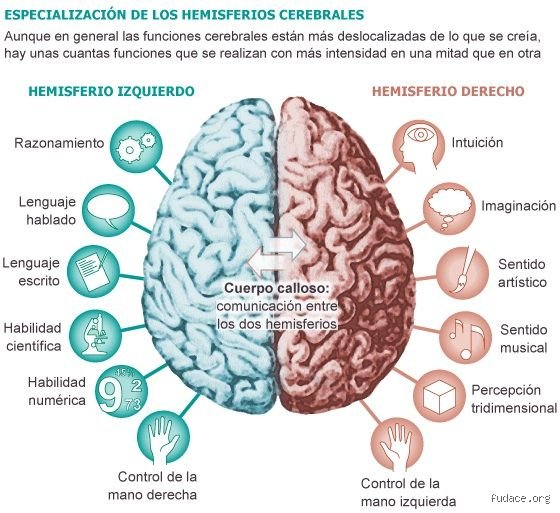 ¿Se puede recuperar el daño cerebral?