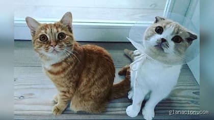 ¿Cuál es el animal favorito de Ed Sheeran?