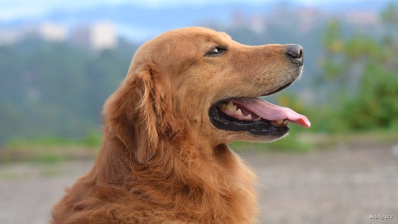 ¿Cuál es la historia de Golden?