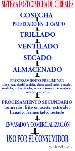 ¿Qué significa estar trillada?