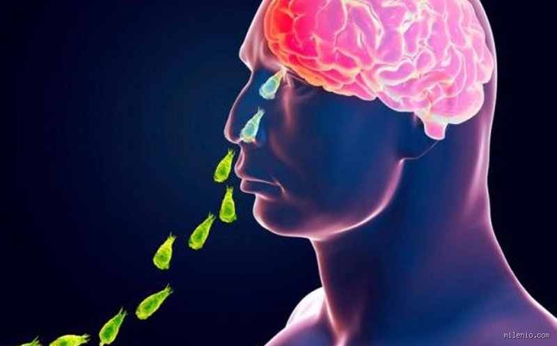 ¿Cómo se llama la bacteria que llega al cerebro?