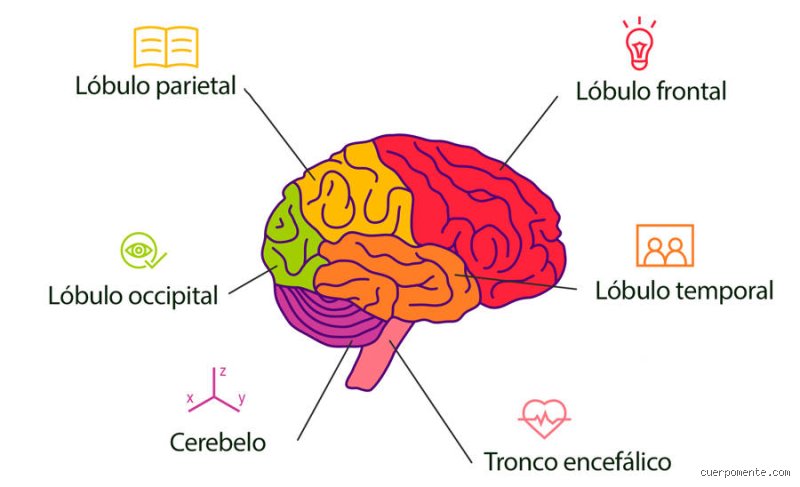 ¿4 funciones basicas del cerebro?