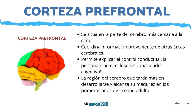 ¿Cómo activar la corteza prefrontal?