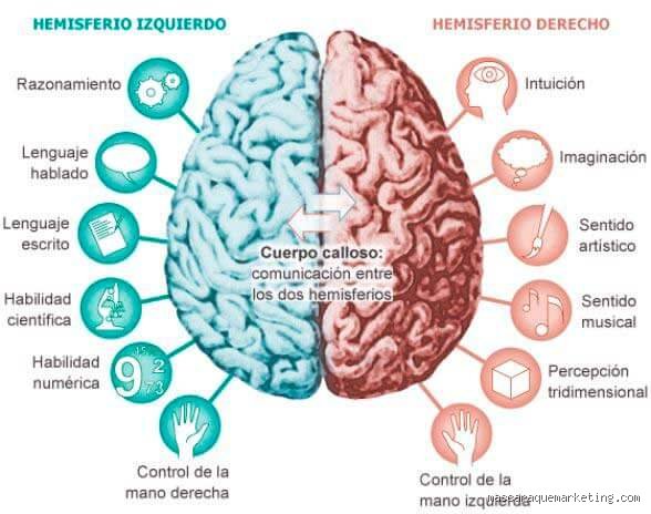 ¿Cómo es el cerebro de los músicos?