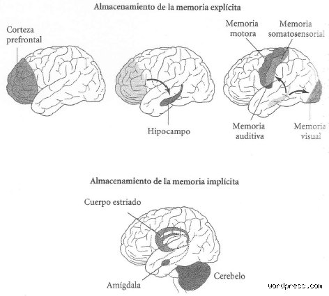 ¿Cómo se da la memoria en el cerebro?